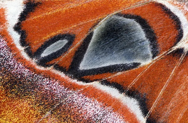 Nachtvlinder vleugel, close-up — Stockfoto
