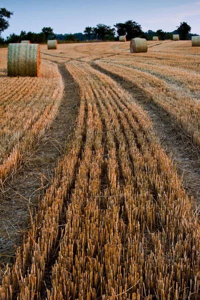 Strohballen auf Feld — Stockfoto