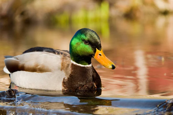 Mallard lub Dzika Kaczka (mężczyzna) — Zdjęcie stockowe