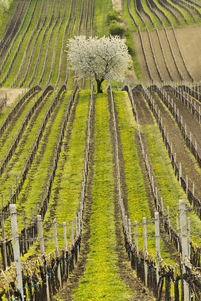 Vineyards in spring — Stock Photo, Image