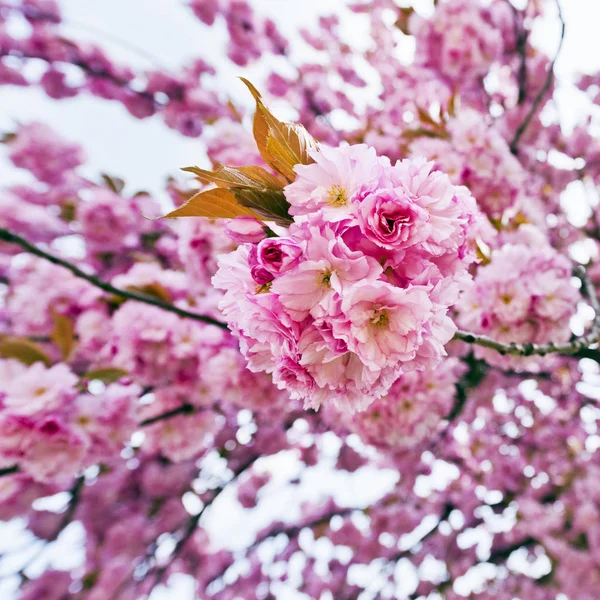 Flores de árvore sakura — Fotografia de Stock