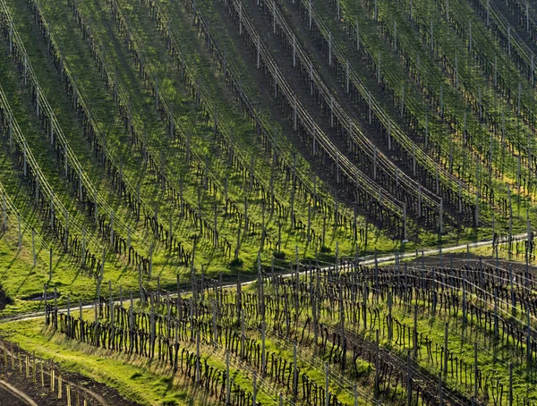 Vineyards in spring — Stock Photo, Image