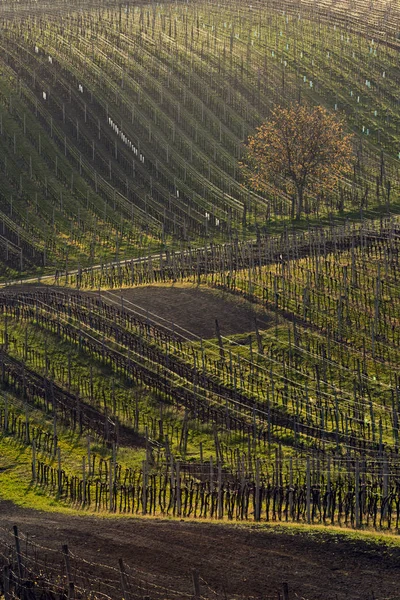 Vigneti in primavera — Foto Stock