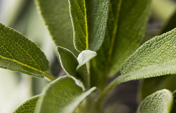 Leaves of sage (salvia)