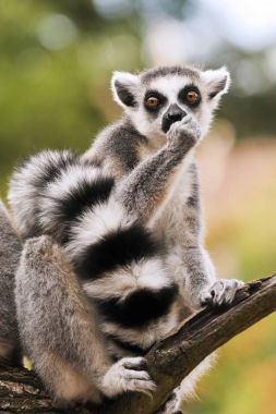 Halka kuyruklu lemur (Lemur catta)