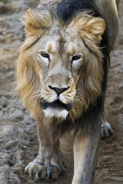 Leão (um macho ) — Fotografia de Stock