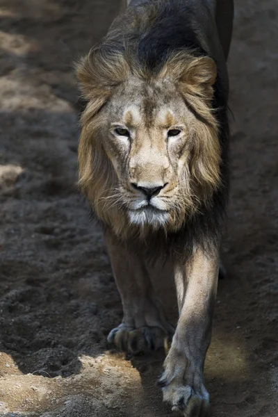 (Ένα αρσενικό λιοντάρι) — Φωτογραφία Αρχείου