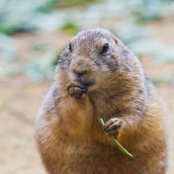 Black-tailed prairie dog — Stock Photo, Image