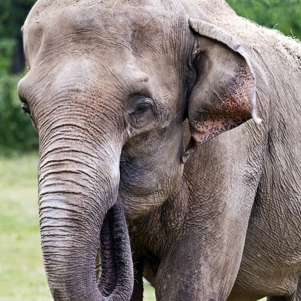 Hoofd van de olifant (Aziatische of Aziatische olifant) — Stockfoto