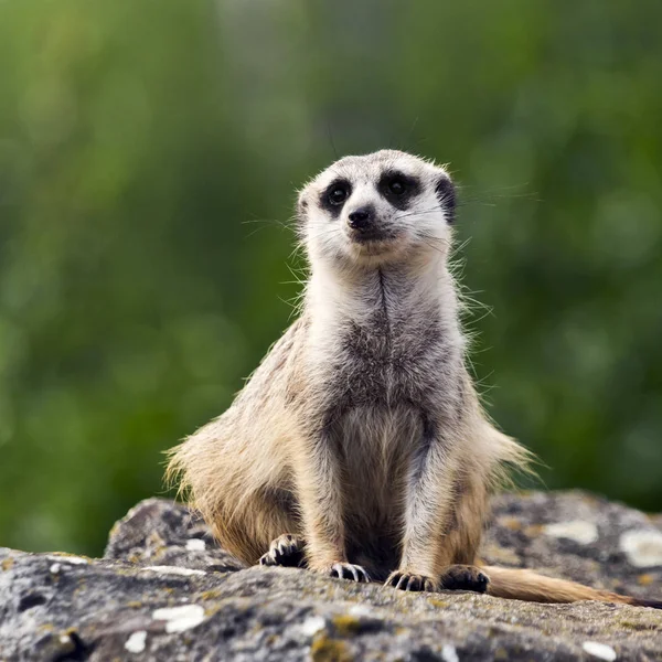 Meerkat or suricate — Stock Photo, Image
