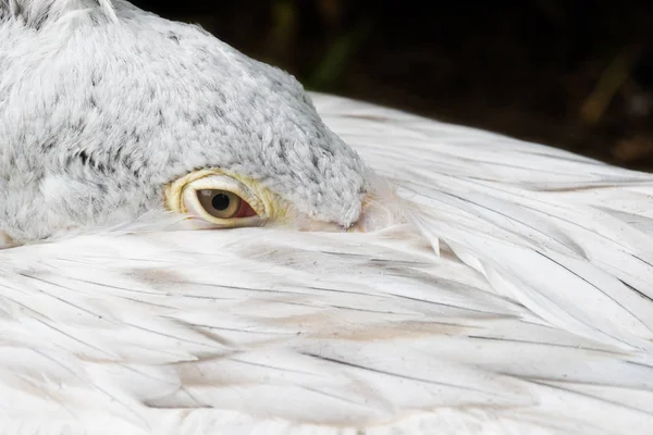 Head of pelican — Stock Photo, Image