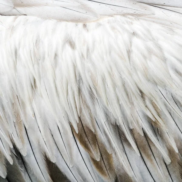 White bird feathers — Stock Photo, Image