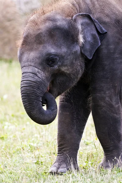 Cabeza de elefante (elefante asiático o asiático) ) — Foto de Stock