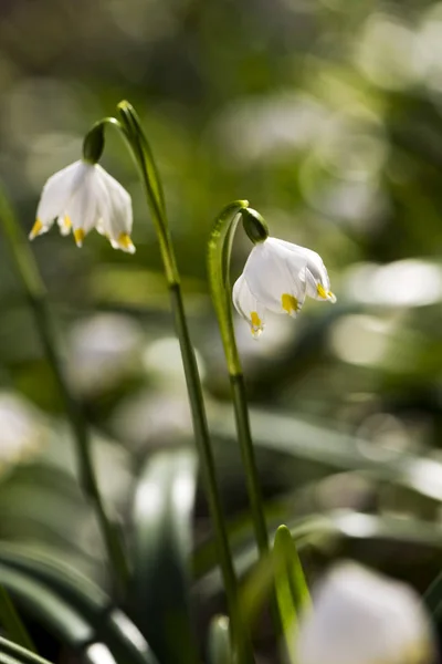 Sneeuwvlok plant (snowbell, Dauwdruppel) — Stockfoto