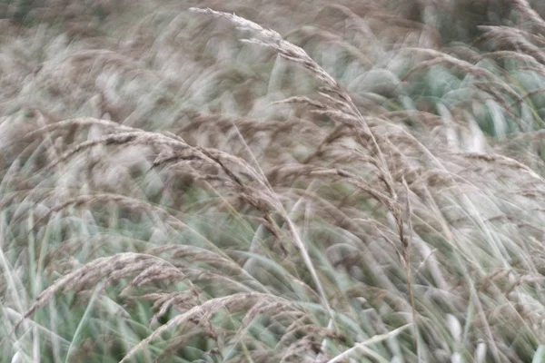 Високій траві вітрі — стокове фото