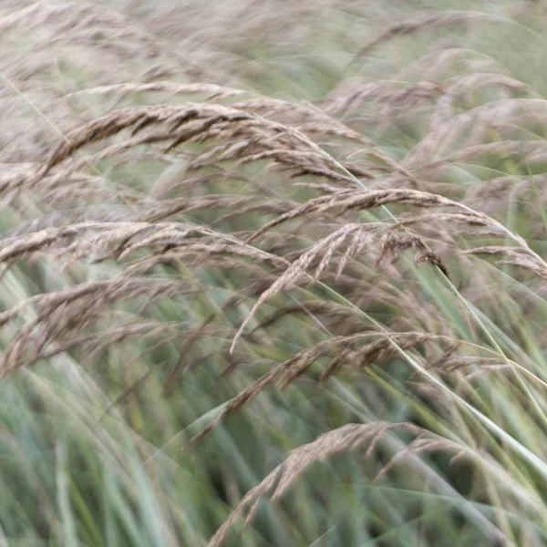 Tall grass in wind — Stock Photo, Image