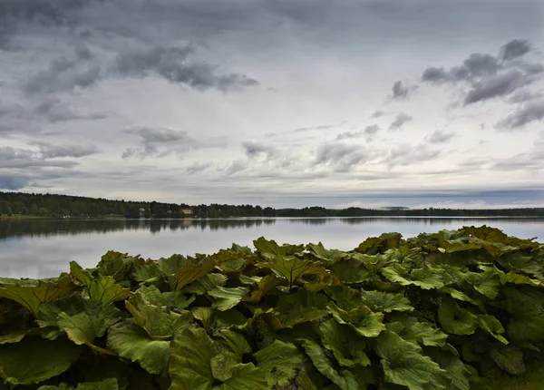 Himmel, Fluss und Pflanzen am Morgen — Stockfoto