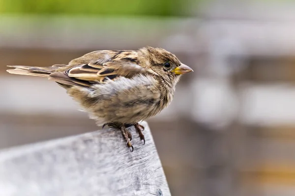 Een portret van sparrow — Stockfoto
