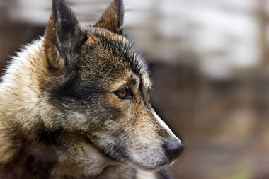 Köpek (Husky başkanı)