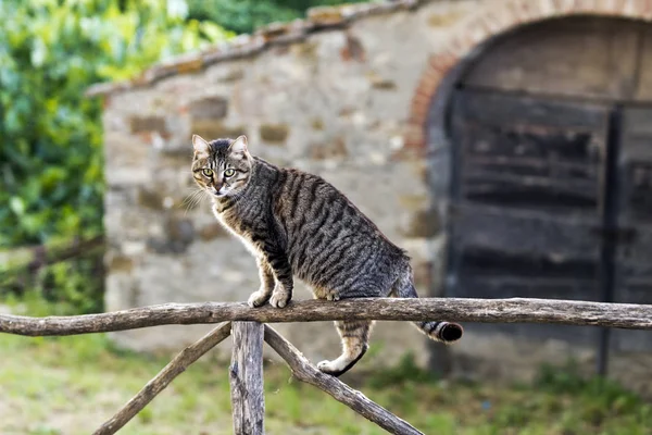 Bir kedi çit üzerinde — Stok fotoğraf