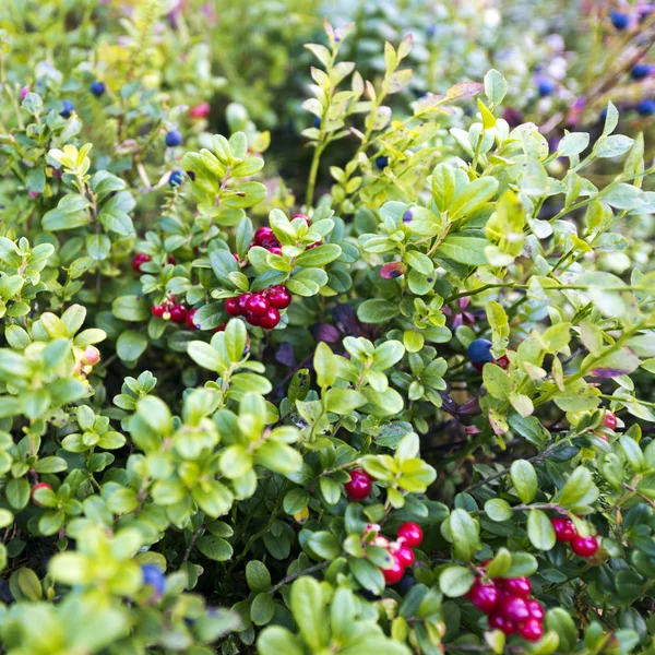 Lingonberries and blueberries — Stock Photo, Image