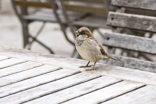 Een portret van sparrow — Stockfoto