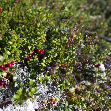 Ormanda kızılcık (lingonberries)