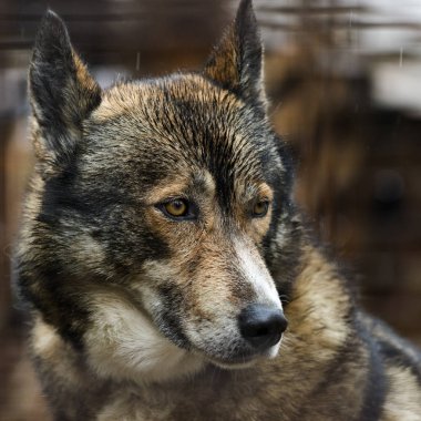 Bir köpek (Husky başkanı)