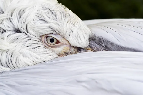 Close-up van pelikaan hoofd — Stockfoto