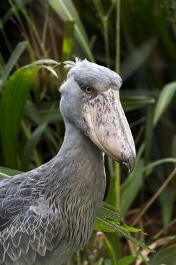 Shoebill başkanı