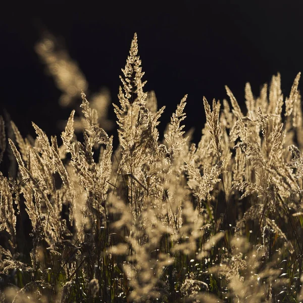 Champ d'une herbe haute — Photo