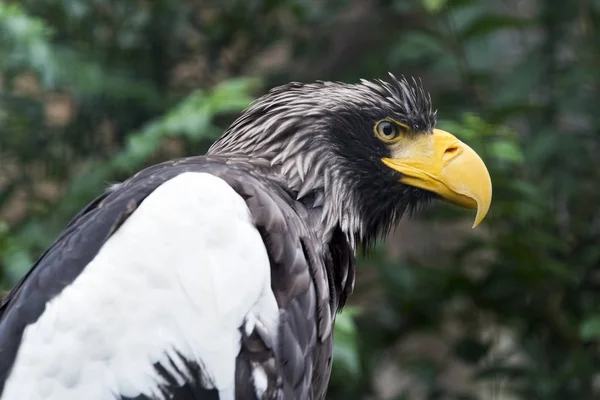 Águila de mar de Steller (águila de hombros blancos ) —  Fotos de Stock