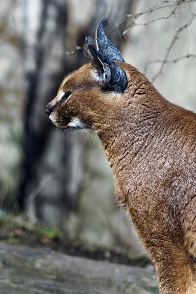 Caracal. Vista lateral — Foto de Stock