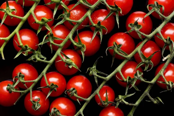 Petites tomates rouges — Photo