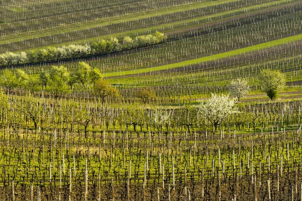 Vigneti in primavera — Foto Stock