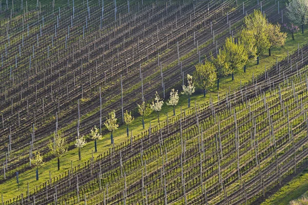 Vineyards in spring — Stock Photo, Image