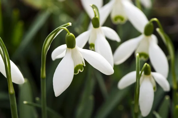 Detalhe da flor de gota de neve — Fotografia de Stock