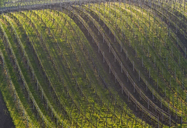Vineyard in spring. Background — Stock Photo, Image