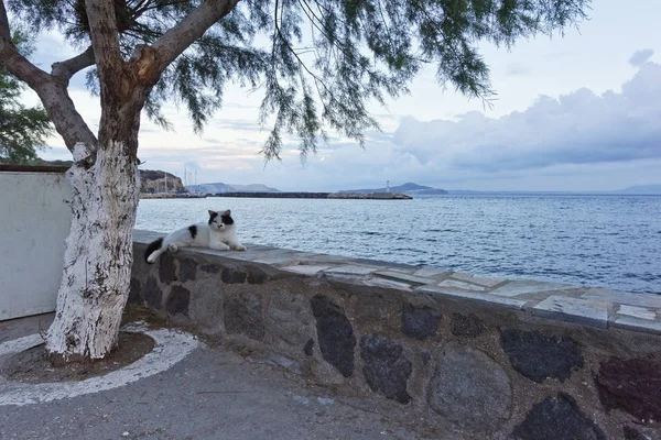 Γάτα, δέντρο, τοίχο και θάλασσα — Φωτογραφία Αρχείου