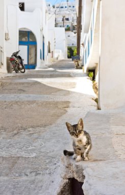 Sokak, Yunan Adası de kedi