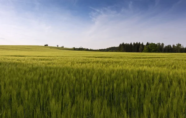 Campo di grano verde in primavera — Foto Stock