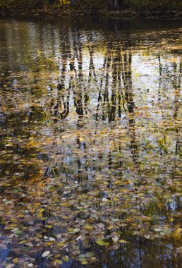 Ağaçlar ve sonbahar su