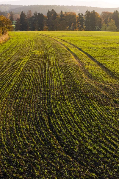 Campo in autunno — Foto Stock