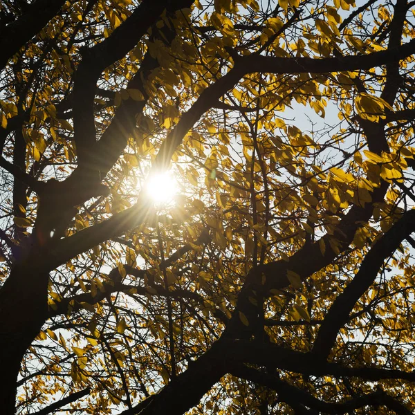 Sunbeams light through crown of cherry tree — 图库照片