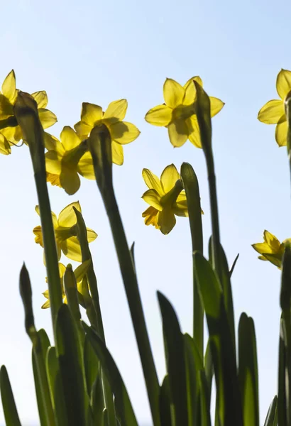 Påskliljor (narcissus) under våren — Stockfoto