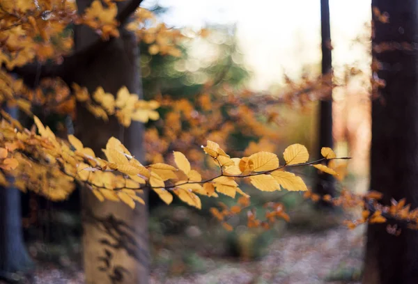 Φθινόπωρο δάσος οξυάς. Αφηρημένα φόντο — Φωτογραφία Αρχείου