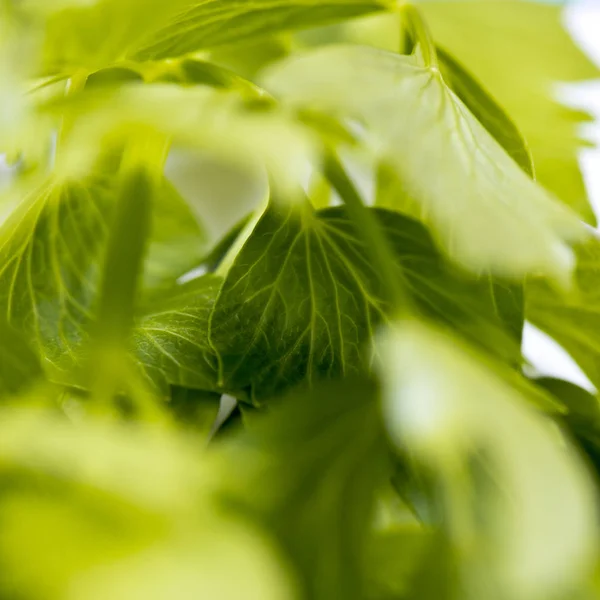 Selâmotu yaprakları — Stok fotoğraf