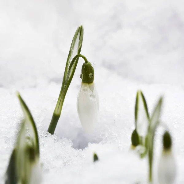 Snowdrop flower in snow — Stock Photo, Image