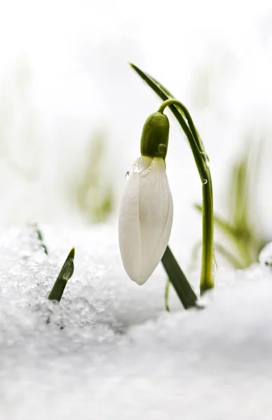 Fiore di bucaneve nella neve — Foto Stock