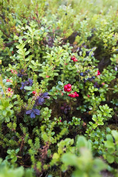 Cranberries (lingonberries) in a forest — Stock Photo, Image